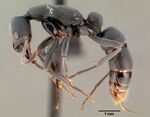 Leptogenys falcigera casent0003814 profile 1.jpg