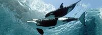 Orcinus Orca.jpg