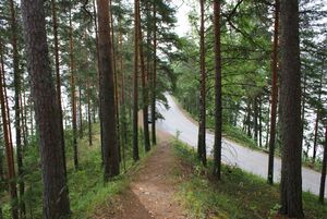Punkaharju ridge.JPG