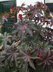 Ricinus comm leaves.jpg