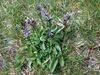 Swertia perennis 1-T48.jpg