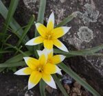 Tulipa5.jpg