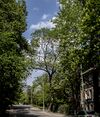 Крепостной ясень