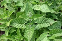 0 Salvia glutinosa - Yvoire.JPG