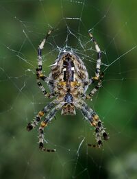 Araneus diadematus qtl1.jpg
