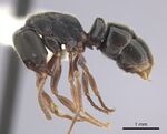 Austroponera rufonigra.jpg