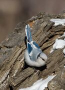 Azure Tit - Parus cyanus.jpg
