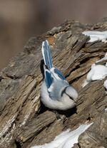 Azure Tit - Parus cyanus.jpg