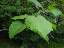 Bergpark Wilhelmshöhe - Baum 194 2020-06-16 b.JPG