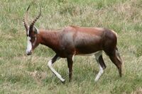 Blesbok at NC zoo.jpg