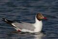 Brown-headed Gull. in breeding plumage.jpg