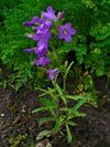 Campanula sibirica 001.JPG