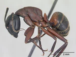 Camponotus ligniperda casent0173649 profile 1.jpg