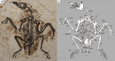 Confuciusornis shifan.png