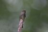 Dark-sided Flycatcher on branch.jpg