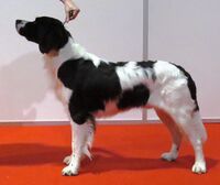 Drentsche Patrijshond in Riga 1.JPG