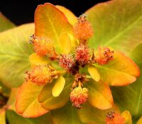 Euphorbia epithymoides3 ies.jpg