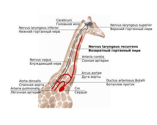 GiraffaRecurrRu.svg