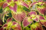 Green maroon coleus.jpg