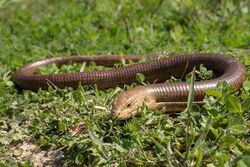 K. Kalaentzis Pseudopus apodus.jpg