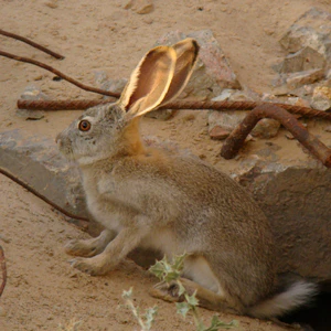 Lepus tolai; Baikonur 03.jpg