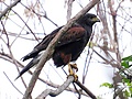 Parabuteo unicinctus, Buenos Aires, Argentina 213415907.jpg