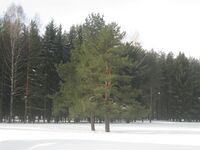 Pavlovsk SPb March2010 63.jpg