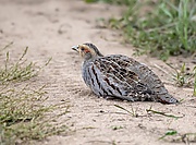 Perdix dauurica 228988318.jpg