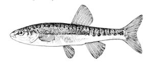 Phoxinus phoxinus.jpg