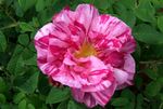 Rosa Mundi.JPG