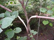 Split leader of Cercis canadensis after storm 001.JPG