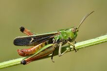 Stenobothrus lineatus male (14848265130).jpg