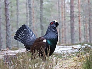 Tetrao urogallus, Glenfeshie, Scotland 1.jpg