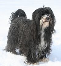 Tibet Terrier Bennie (cropped).jpg