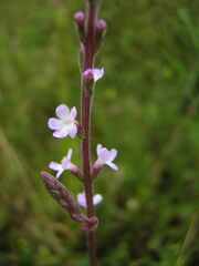 Verbena officinalis2.jpg