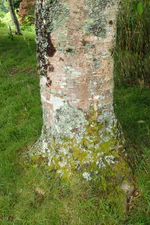 Betula platyphylla subsp. mandshurica kz01.jpg