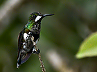 Black-bellied Thorntail perched.png