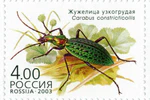 Carabus constricticollis.jpg