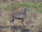 Defassawaterbuck.JPG
