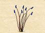 Ehret-Methodus Plantarum Sexualis-G.jpg