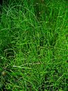 Equisetum scirpoides 001.JPG