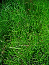 Equisetum scirpoides 001.JPG