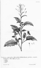 Hortus Cliffortianus (TAB- XXVI) BHL397208.jpg