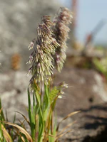 Lamarckia aurea (plant).jpg