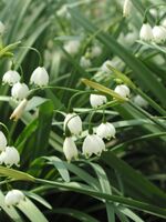 Leucojum aestivum (Summer Snowflake) - Cylburn Arboretum.jpg