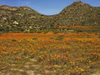 Namaqualand, Goegap 1029.jpg