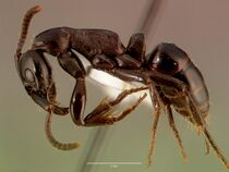 Pachycondyla analis sam-hym-c008323a profile 1.jpg