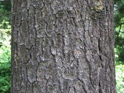Pinus peuce a1.jpg