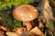 Pluteus cervinus - Lindsey 3a.jpg