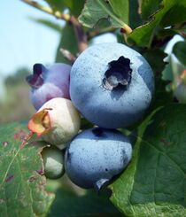 Vaccinium fruechte.jpg